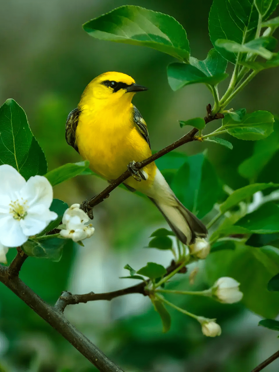 Yellow songbird perched on blossoming branch