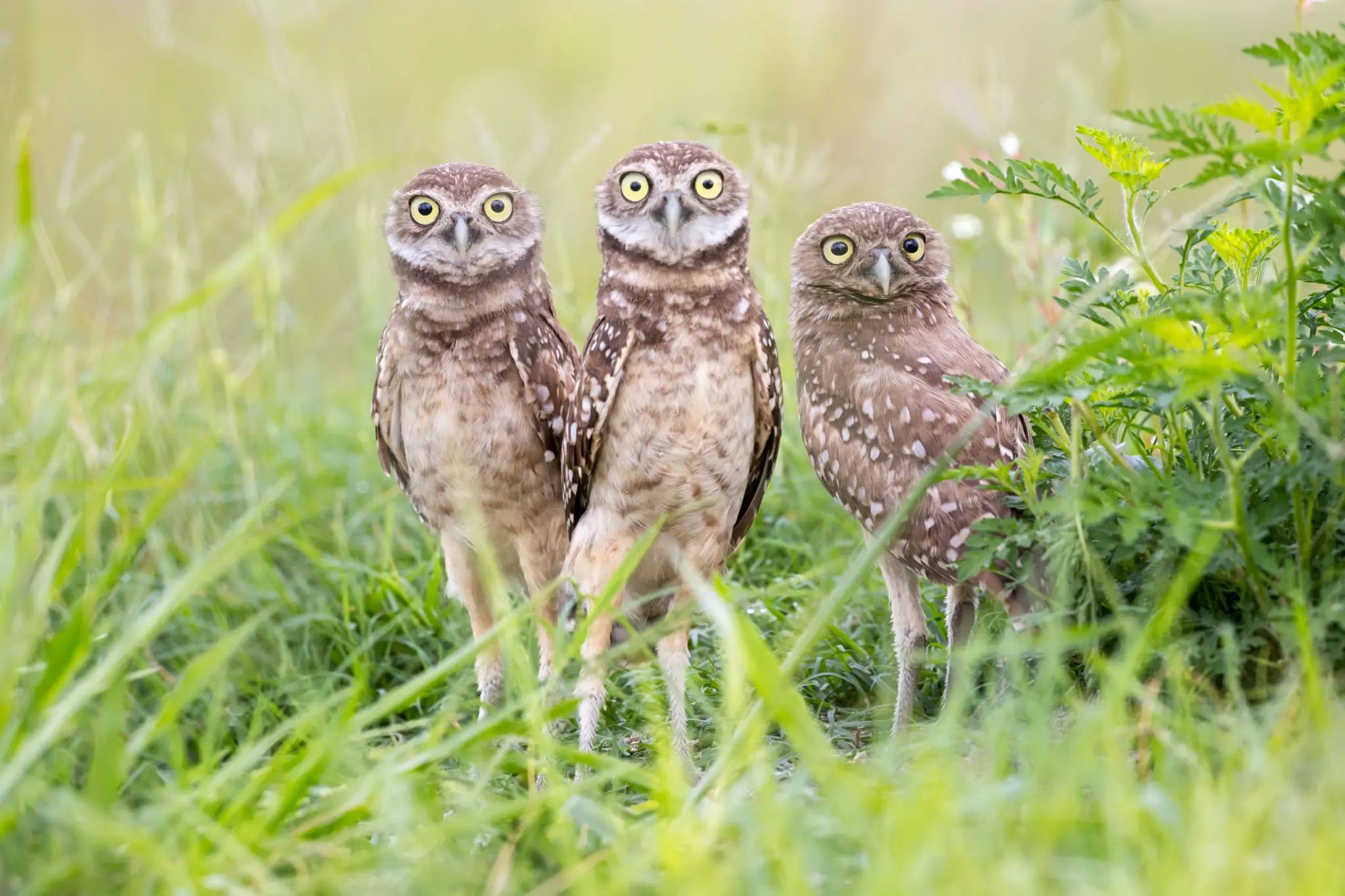 Three burrowing owls standing in green grass
